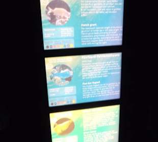 Sea Life