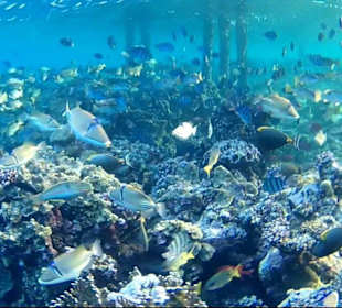 Eindrücke vom Schnorcheln am Hausriff