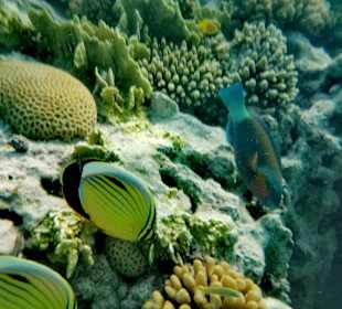 Giftun / Mahmya Inseln