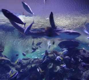 Im Mandala Bay Shark Aquarium