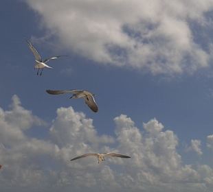 Möwen!