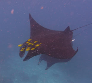 Schnorcheln Raja Ampat	
