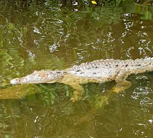 Floßfahrt auf dem Martha Brae River
