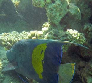 Arabischer Kaiserfisch