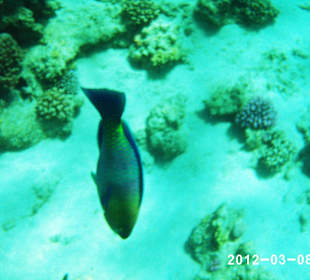 Leben im Wasser 3-8 m Tiefe