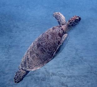 Schnorcheln Marsa Alam