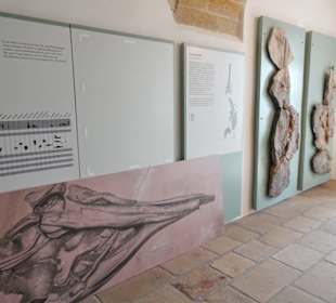 Fossiliensammlung im Museum des Klosters