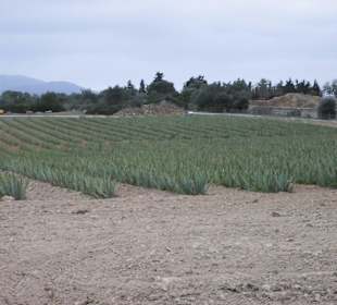 Die Aloe Vera Felder