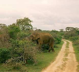 Yala Nat. Park