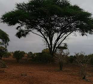 Shimba Hills National Reserve