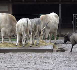 Tierpark 