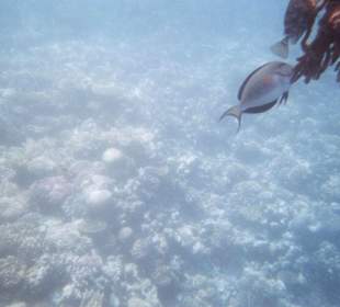 Unterwasserwelt am Hotel-Riff