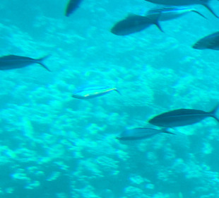 Schnorcheln Makadi Bay