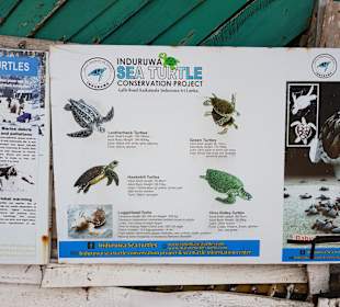 Induruwa Sea Turtle Conservation Project