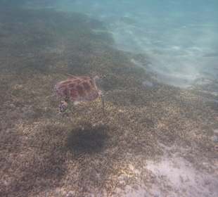 Wasserschildkröte am Innenriff