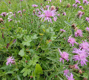 Wandern Haibach (Niederbayern)