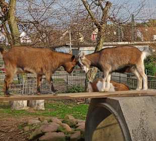 Streichelzoo Rülzheim
