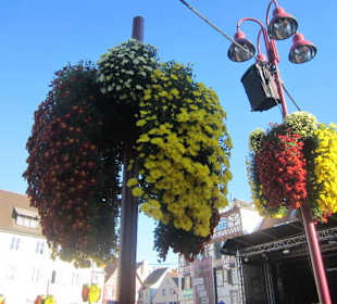Chrysanthema Lahr