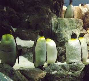 Loro Parque