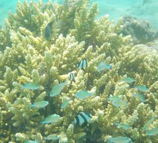 Schnorcheln Hurghada