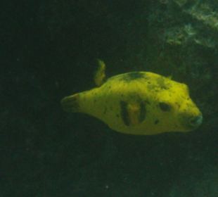 Kugelfisch zitronengelb