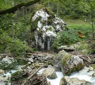 Im Zauberwald von Ramsau