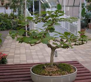 Bonsai