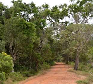 Dschungel im Wilpattu - Nationalpark