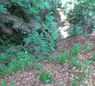 Griesbacher Wasserfälle Bad Griesbach