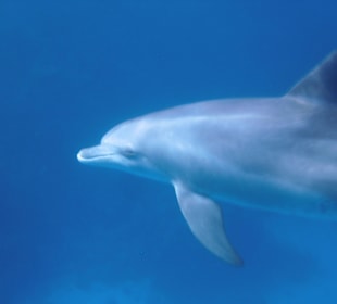 Delfin