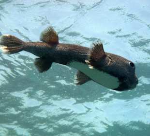 Kugelfisch
