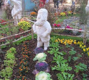 Chrysanthema Lahr