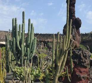 Im Kaktusgarten