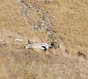 Die Hitze war zu stark...