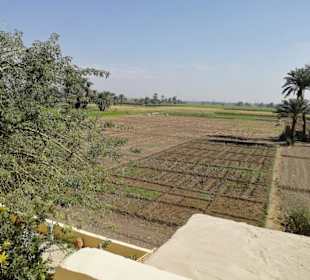 Landschaft beim Marsam Restaurant  (Luxor)