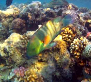 Hausriff Hotel Stella Makadi Beach Resort