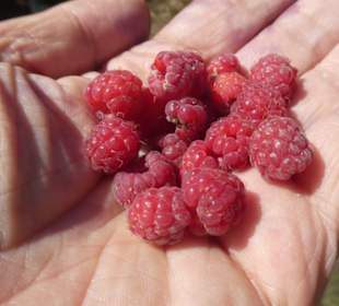 Bei unserer Wanderung zum / am Kleinen Arber