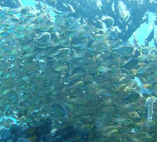 Ein fast undurchlässiger Fischschwarm