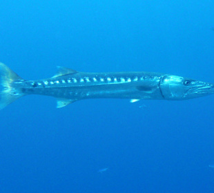Baracuda