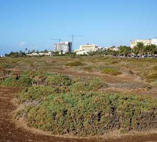 In der Salzmarsch der Playa del Matorral