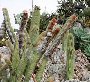 Jardin dÉxotique - Monaco