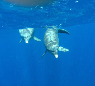 Delfintour mit "Mogli - Delfine und Freunde"