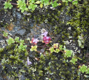 Pflanzenbewuchs an der Spalte