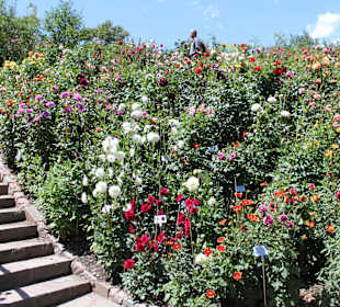 Pflanzen im Garten des Schlosses