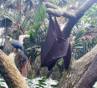 Singapur Zoo
