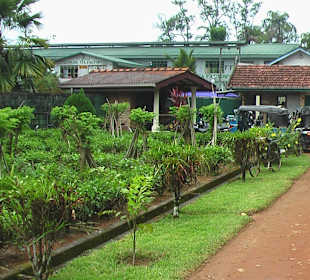 Sehr viele Teefabriken 