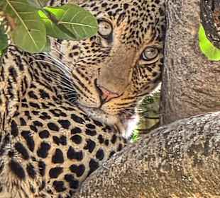  Leopard
