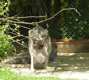 Junges will mal rausgucken 