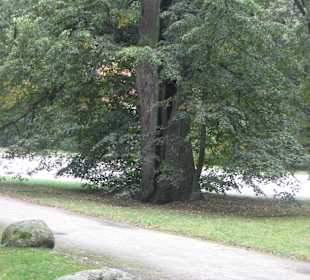 Park przy Pałacu w Nieborowie