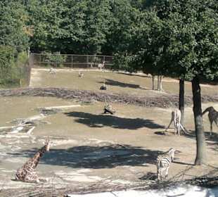 Zoo Brno